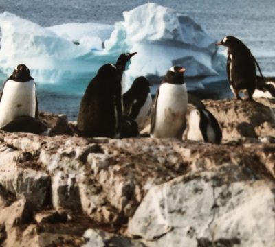 Gentoo penguins, Antarctic Peninsula